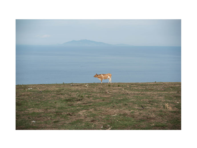 La vache et le prisonnier